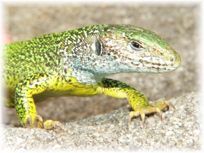 Lacerta viridis, male