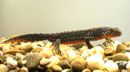 Triturus alpestris