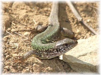 Lacerta viridis, female