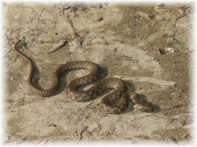 Natrix tessellata, Водяний вуж